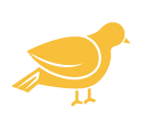 aves